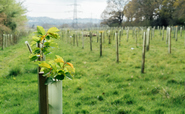 Report: Government-backed Covid recovery fund creates more than 2,600 green jobs