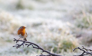 'Falling woefully behind': Campaigners and politicians urge PM to ramp up nature protection