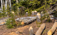Central banks and financial supervisors failing to integrate environmental risk, WWF warns