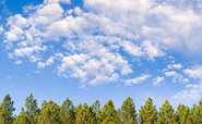 Carbon Market Watch: Climate policy is failing to prevent offsetting from slowing emissions cuts