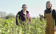 Currant affairs: How Ribena's blackcurrant growers are blending a new recipe for regenerative farming