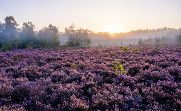 The conversion of arable land into forests at South Downs National Park is one of the pilot projects being funded by Revere | Credit:Palladium The conversion of arable land into forests at South Downs National Park is one of the pilot projects being funded by Revere | Credit:Palladium