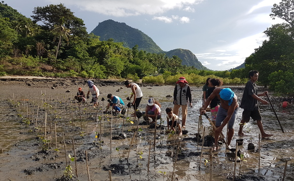 Nature based solutions, such as mangrove planting, should be used to combat both climate change and biodiversity issues, experts say | Credit:Zoological Society of London Nature based solutions, such as mangrove planting, should be used to combat both climate change and biodiversity issues, experts say | Credit:Zoological Society of London