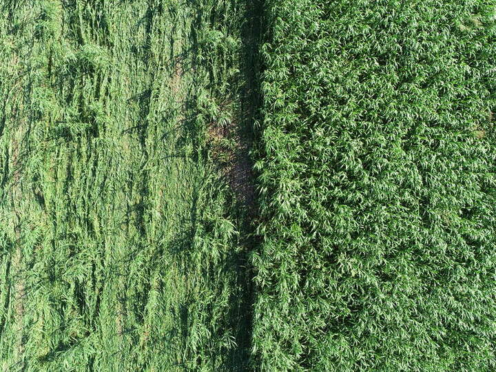 A drone view of cover crops