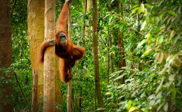 The world lost almost 12m hectares of biodiversity-rich rainforest in 2019 The world lost almost 12m hectares of biodiversity-rich rainforest in 2019