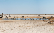‘Most devastating assessment so far’: IPCC climate impacts report to set out vision of a dangerously heated world
