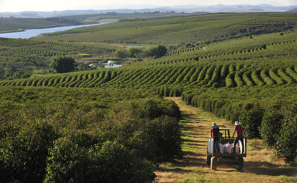 As much as 50% per cent of global land currently used for coffee farming may no longer be suitable by 2050, the Fairtrade Foundation finds As much as 50% per cent of global land currently used for coffee farming may no longer be suitable by 2050, the Fairtrade Foundation finds