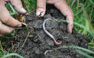 BCarbon issues UK’s first soil-based international carbon credits