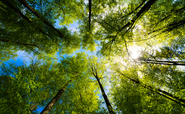 ‘Incentivise and recognise’: Green NGOs and businesses call for more investment in carbon credits markets