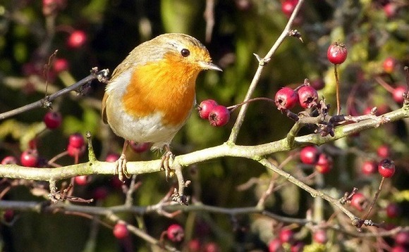 One in 10 UK wildlife species faces extinction, major report shows