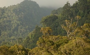Race to Zero: Few firms making ‘strong progress’ against deforestation targets