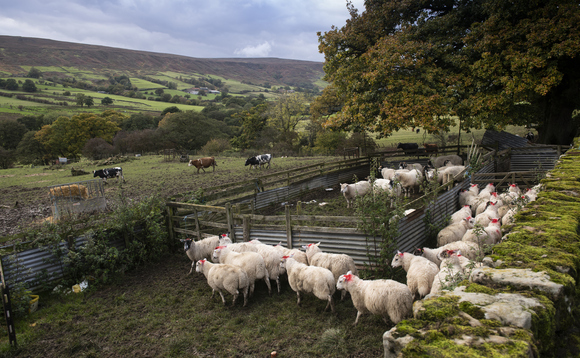 The NFU warns giving Australia unrestricted access to the UK market will cause 'many, many' British sheep and cow farmers to lose business The NFU warns giving Australia unrestricted access to the UK market will cause 'many, many' British sheep and cow farmers to lose business