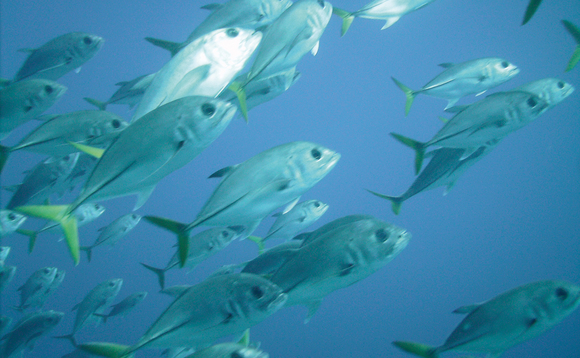 Major fishing companies have signed joint pledge to protect oceans from overfishing Major fishing companies have signed joint pledge to protect oceans from overfishing