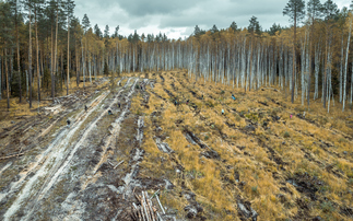 Far more investment is needed in restoring nature to hit climate goals, according to the UN | Credit: iStock