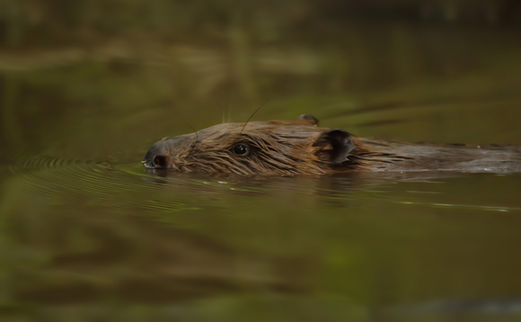 The Festival of Nature and Atkins: Our approach to environmental net gain