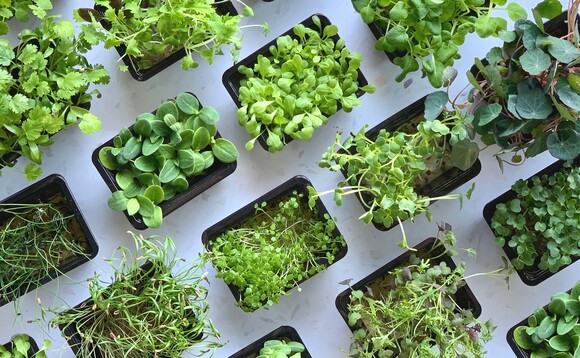 The firm claims its fully automated system reduces risk of crop contamination|Credit: Vertical Future The firm claims its fully automated system reduces risk of crop contamination|Credit: Vertical Future