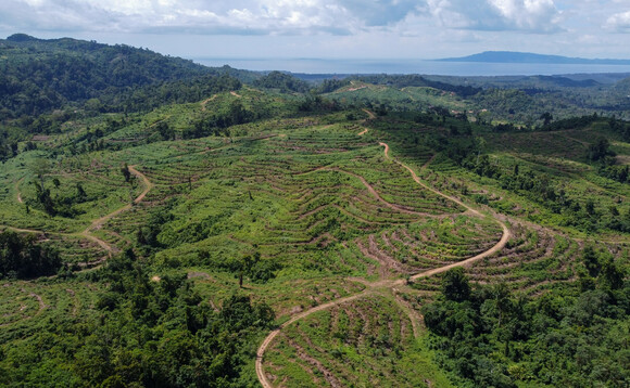 Papua New Guinea's rainforest in under threat from the palm oil industry | Credit: Global Witness Papua New Guinea's rainforest in under threat from the palm oil industry | Credit: Global Witness