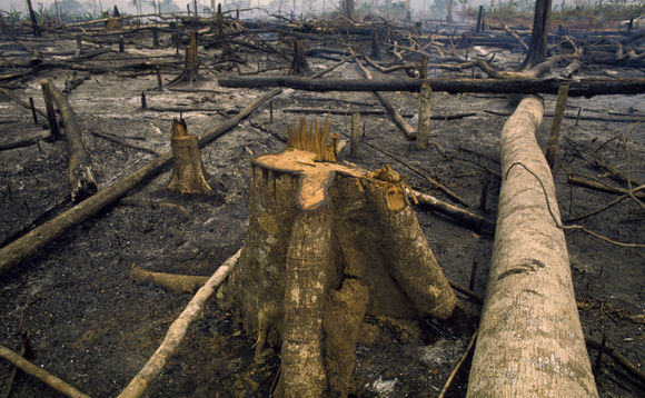 Amazon fires and deforestation have surged under President Jair Bolsonaro | Credit: iStock Amazon fires and deforestation have surged under President Jair Bolsonaro | Credit: iStock