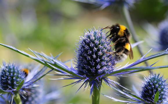 Natural History Museum has warned world has surpassed 'safe levels' of biodiversity decline Natural History Museum has warned world has surpassed 'safe levels' of biodiversity decline