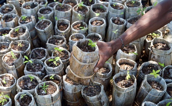 Tree seedlings | Credit: Alex Antonelli, RBG Kew Tree seedlings | Credit: Alex Antonelli, RBG Kew