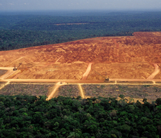 LEAF Coalition: UK joins US, Norway, and top corporates to launch $1bn tropical forest protection drive