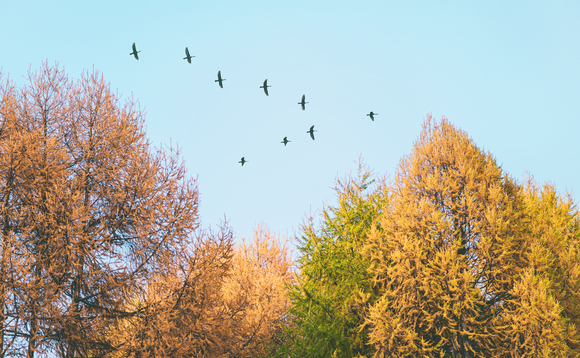 Wildlife populations have dropped 68% over last 50 years | Credit: iStock Wildlife populations have dropped 68% over last 50 years | Credit: iStock