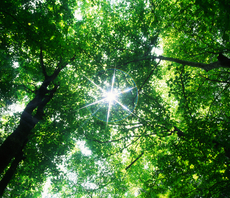AXA pledges to invest £1.3bn in forest protection