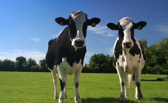 The climate impact of butter is higher in large part due cow's methane-heavy farts The climate impact of butter is higher in large part due cow's methane-heavy farts