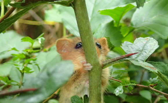 A dormouse | Credit: CPRE A dormouse | Credit: CPRE