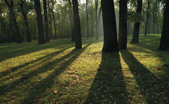 Government is failing to get right simple policies such as tree planting, which will be vital for hitting carbon targets, says the CCC Government is failing to get right simple policies such as tree planting, which will be vital for hitting carbon targets, says the CCC