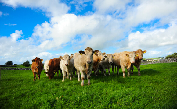 Global briefing: Germany mulls new meat tax