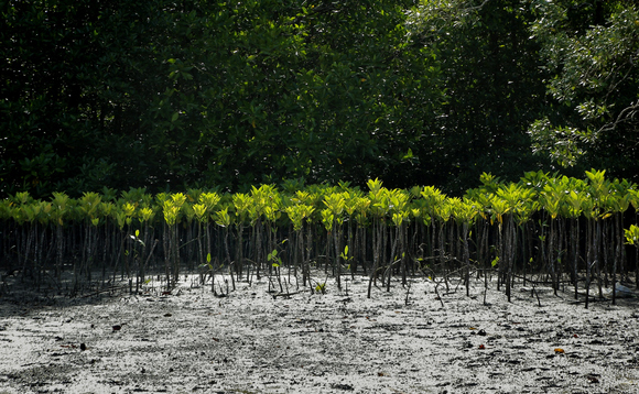 Young mangrove planting and restoration can help drive down emissions and prevent coastal erosion Young mangrove planting and restoration can help drive down emissions and prevent coastal erosion
