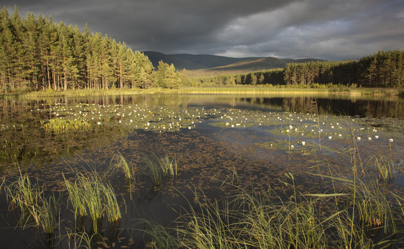 Scottish wetland and woodland. Credit: Peter Cairns, The Wildlife Trusts Scottish wetland and woodland. Credit: Peter Cairns, The Wildlife Trusts