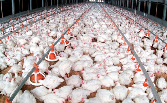 'The war is definitely not over': New front opens up in the battle of the chlorinated chicken