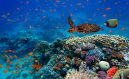 Global Briefing: Activists bemoan slow progress in UN ocean treaty talks