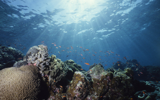 The funding will aim to protect the world's coral reefs