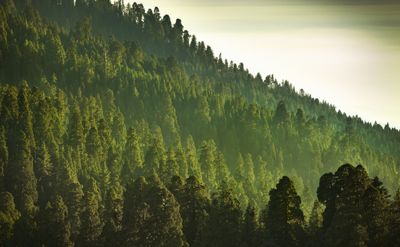 Demand for carbon offsets expected to surge as more companies target net zero Demand for carbon offsets expected to surge as more companies target net zero