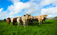 ‘Apollo 13 moment’: Investors warn meat and dairy industry facing a ‘near disaster’