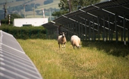 Lightsource BP inks solar brick factory deal