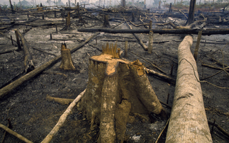 Amazon fires and deforestation have surged under President Jair Bolsonaro | Credit: iStock